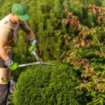 hedge cutting