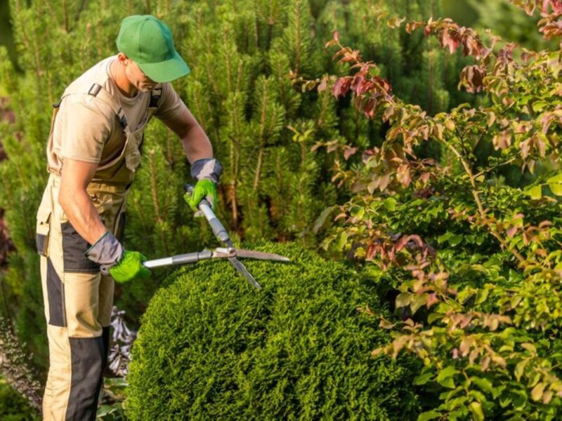 hedge cutting